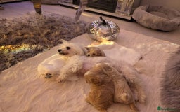 Maltipoo dogs for sale: Quality At it's Finest. From Ch Parents Multipoo - Image 10