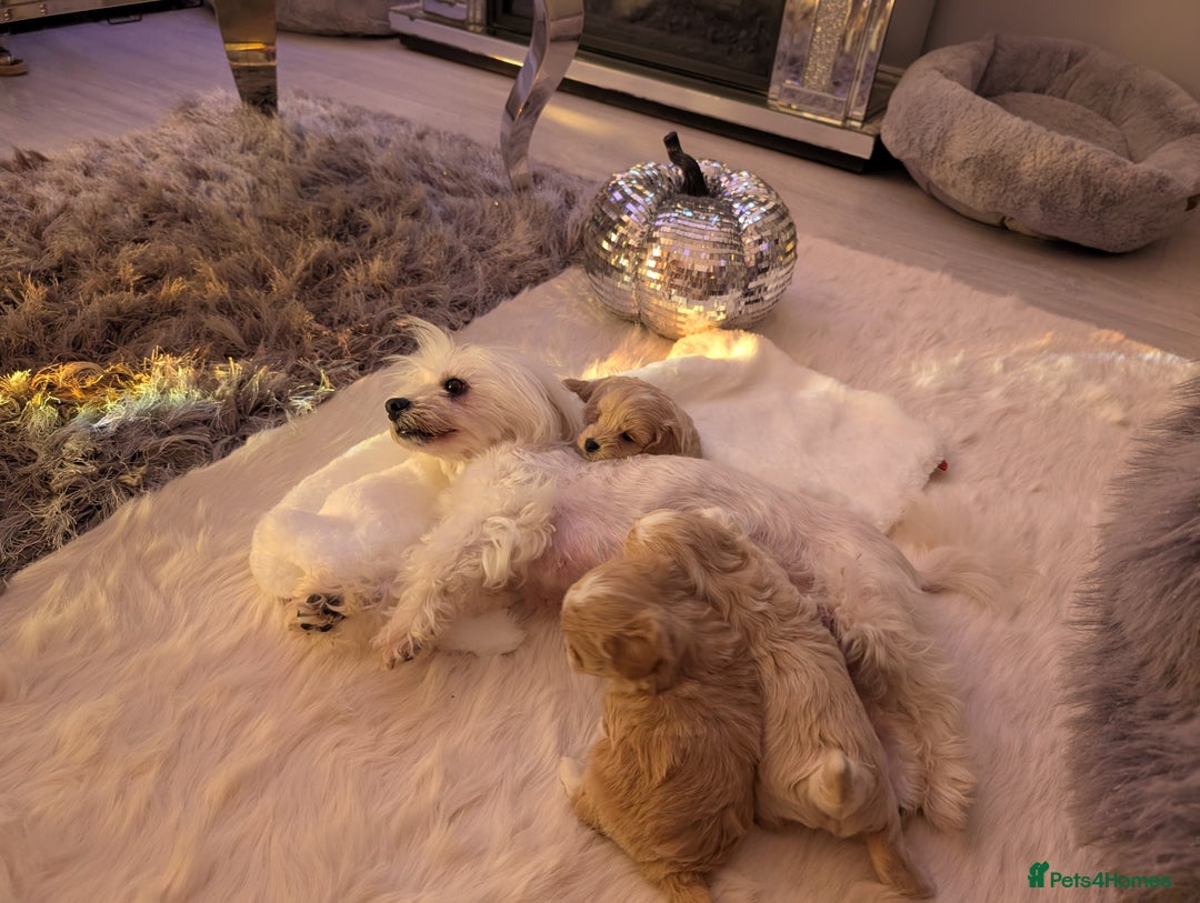 Maltipoo dogs for sale: Quality At it's Finest. From Ch Parents Multipoo - Image 10