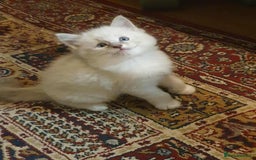 Ragdoll cats for sale: Adorable ragdoll kittens - Image 13