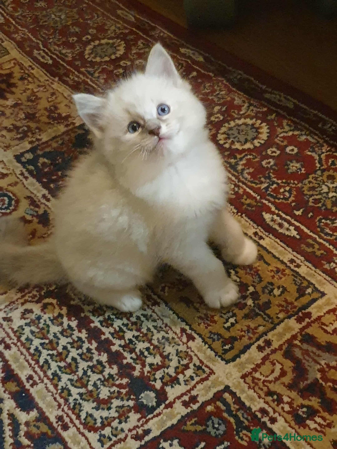 Ragdoll cats for sale: Adorable ragdoll kittens - Image 13