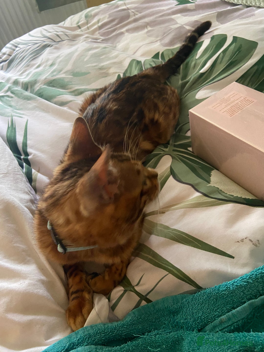 Bengal cats for sale: Beautiful boy bengal  - Image 3