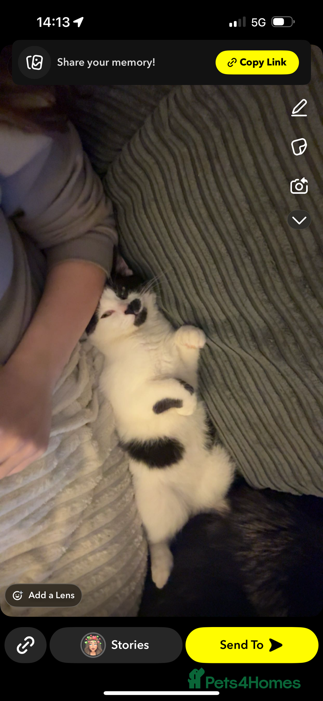 Domestic Shorthair cats for sale: Kitler🤍 possibly looking to rehome  - Image 4