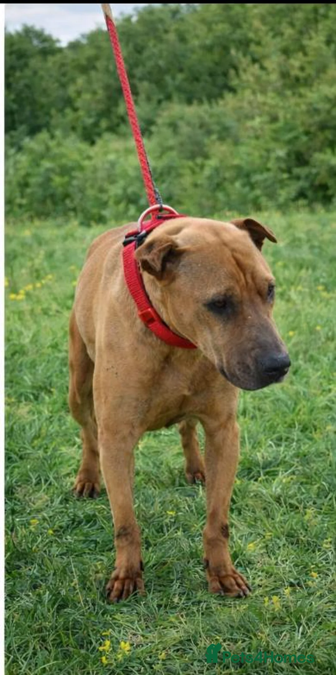 Mixed Breed dogs for adoption: Please Help Sol Aged around 6 years .  - Advert 3