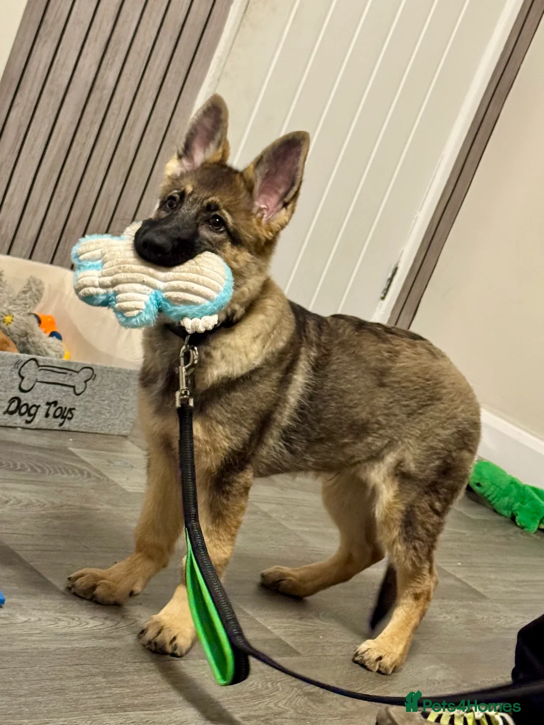 German Shepherd dogs for sale: 4.5 month old male German Shephard - Advert 25