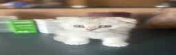 Scottish Fold cats for sale: ❤️SCOTTISH FOLD/STRAIGHTS SILVER CHINCHILLA ❤️ - Advert 1