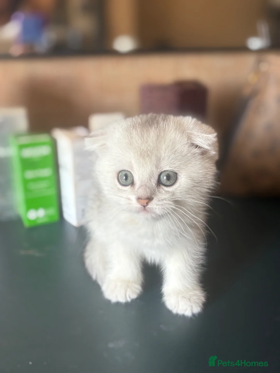 Scottish Fold cats for sale: ❤️SCOTTISH FOLD/STRAIGHTS SILVER CHINCHILLA ❤️ - Advert 1
