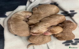 Cockapoo dogs for sale: Beautiful cockerpoo puppies  - Image 15