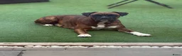 Boxer dogs for sale: Gorgeous Boxer Babies  - Advert 11