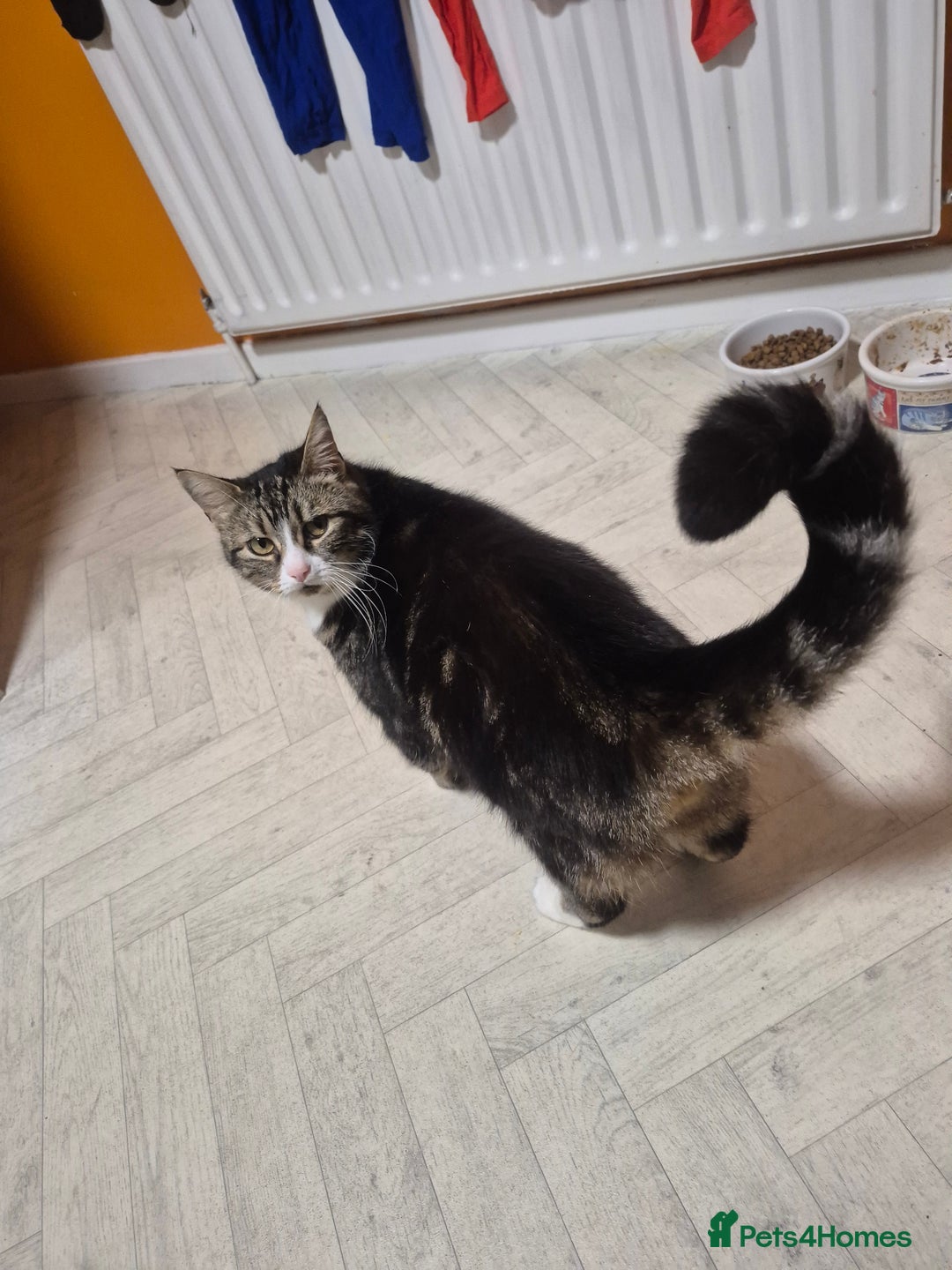Mixed Breed cats for sale: Bella 8.5 year old cat female  - Advert 1