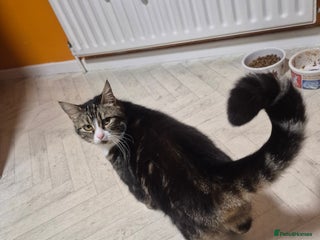 Mixed Breed cats Bella 8.5 year old cat female - Advert 1