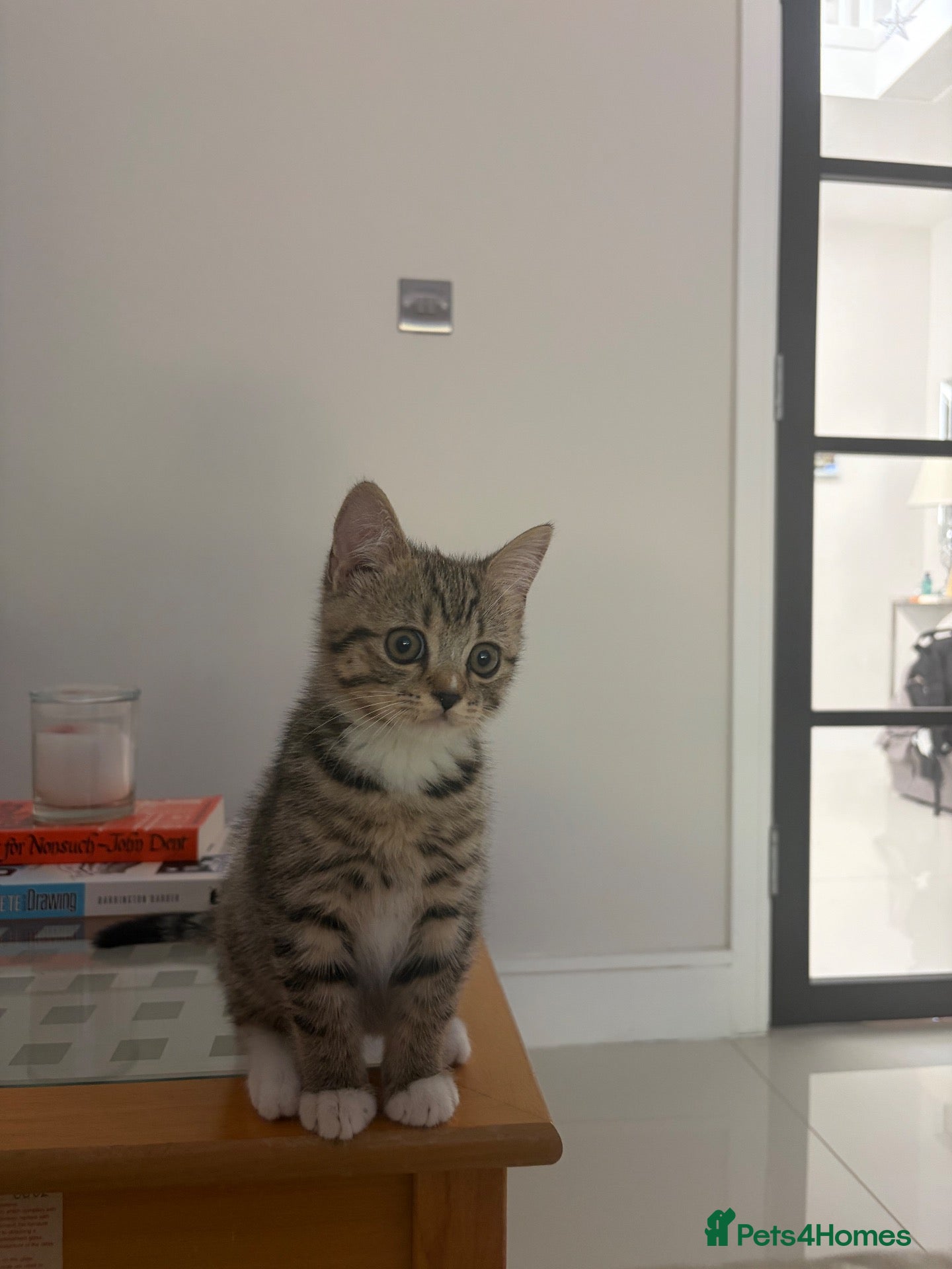 British Shorthair cats British Shorthair/Persian Mix Male Kitten - Advert 1