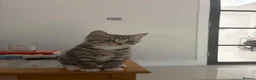 British Shorthair cats for sale: British Shorthair/Persian Mix Male Kitten - Advert 1