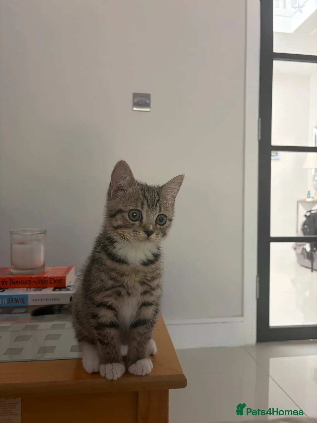 British Shorthair cats for sale: British Shorthair/Persian Mix Male Kitten - Advert 1