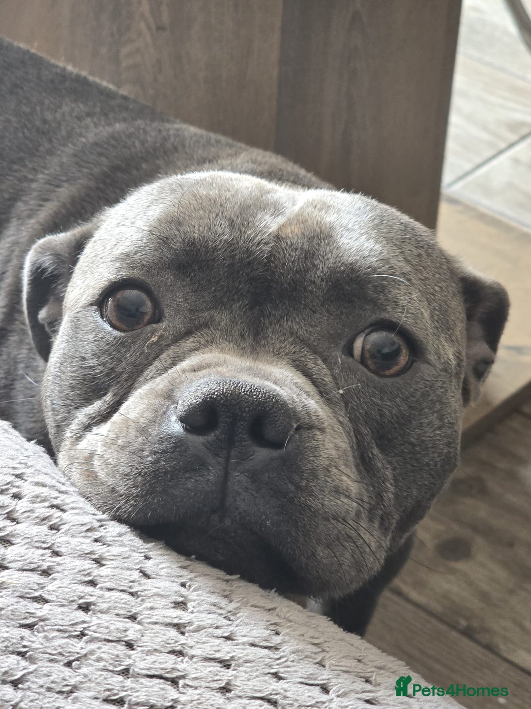 Staffordshire Bull Terrier dogs for sale: Blue Staffies Kc Registered - Image 9