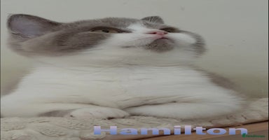 British Shorthair cats - Advert 16