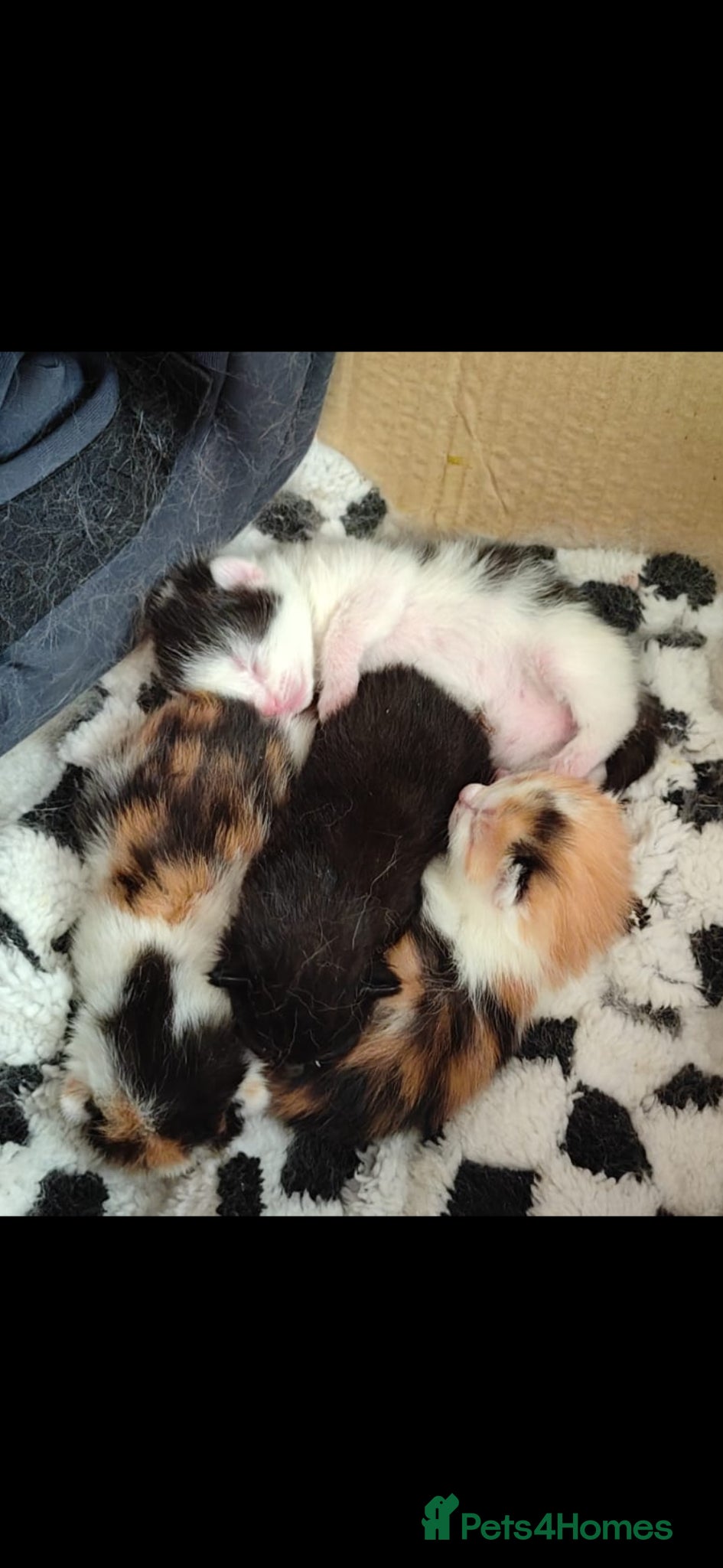 Mixed Breed cats Kittens - Advert 1