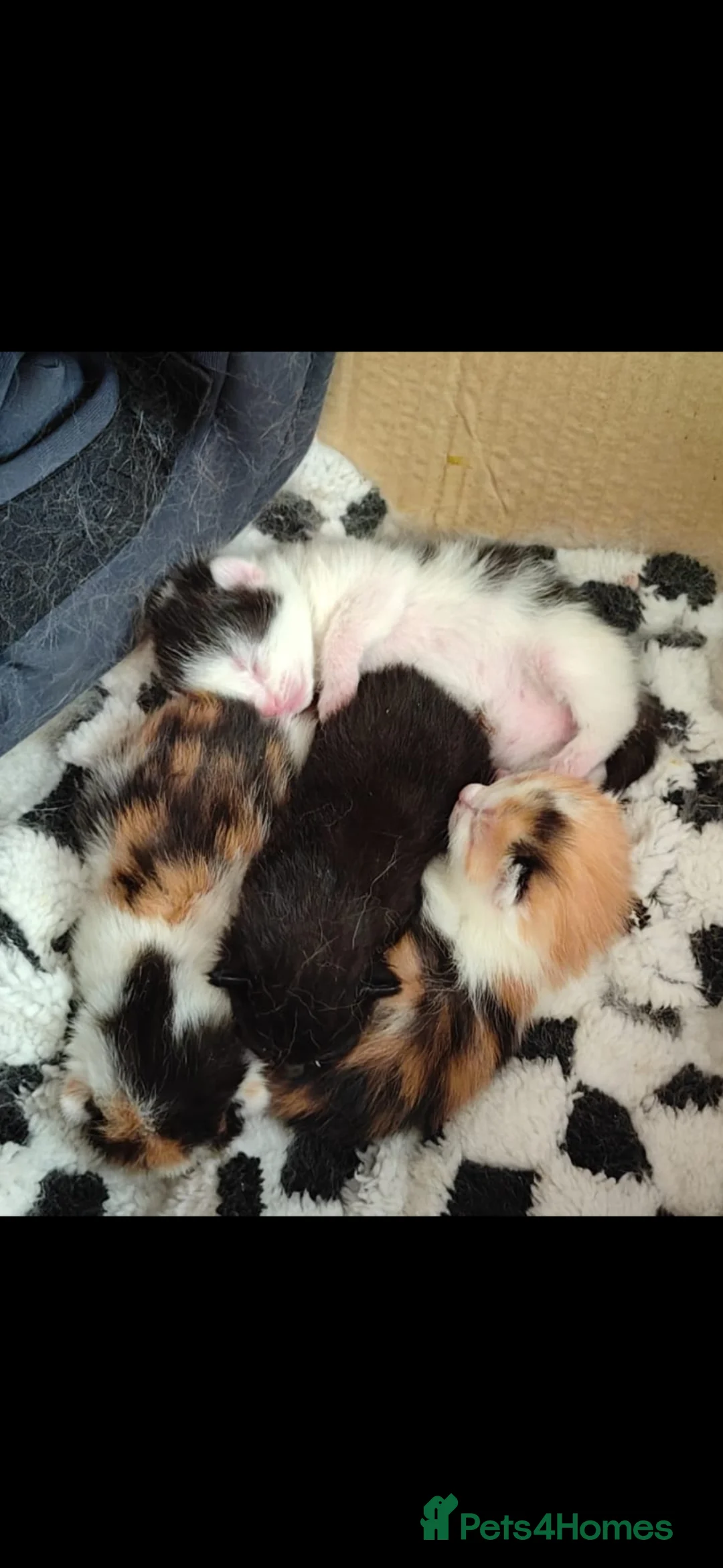 Mixed Breed cats for sale: Kittens - Advert 1