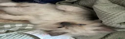 Ragdoll cats for sale: Quality Ragdoll Cherubim Mink Smoke Kittens - Advert 4