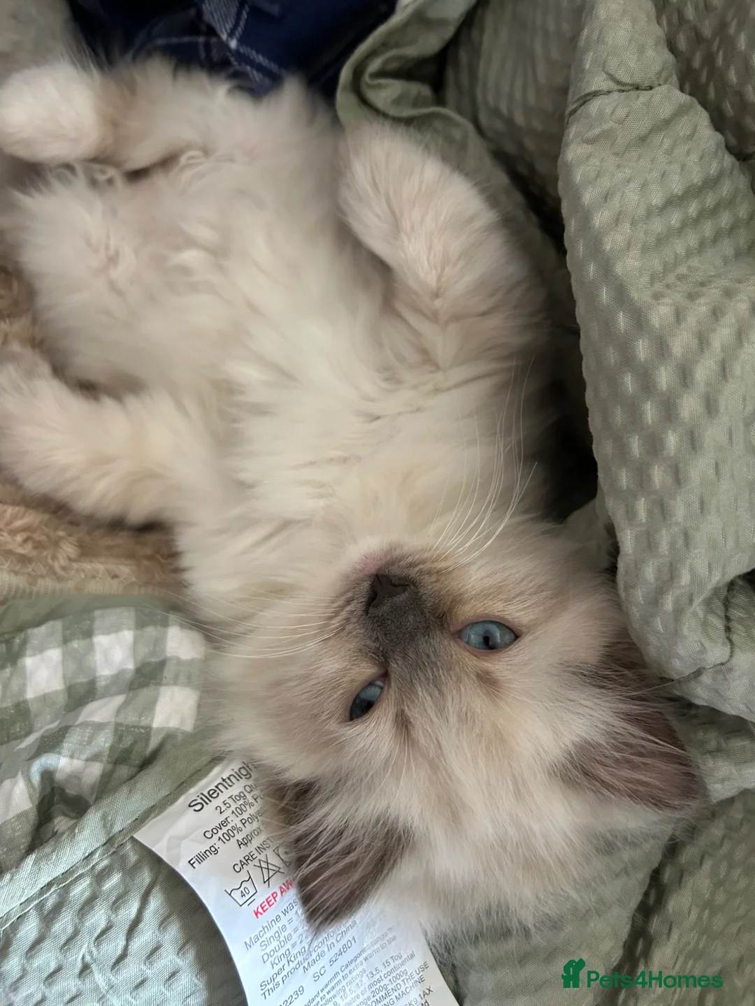 Ragdoll cats for sale: Quality Ragdoll Cherubim Mink Smoke Kittens - Advert 4
