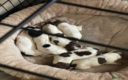 Sprocker dogs for sale: Sprocker puppys - Image 10