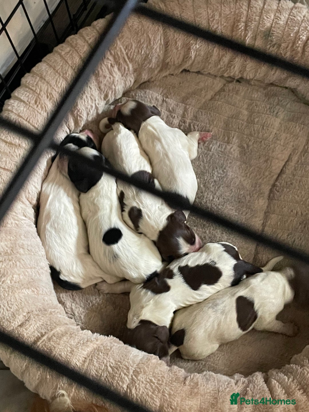 Sprocker dogs for sale: Sprocker puppys - Image 10