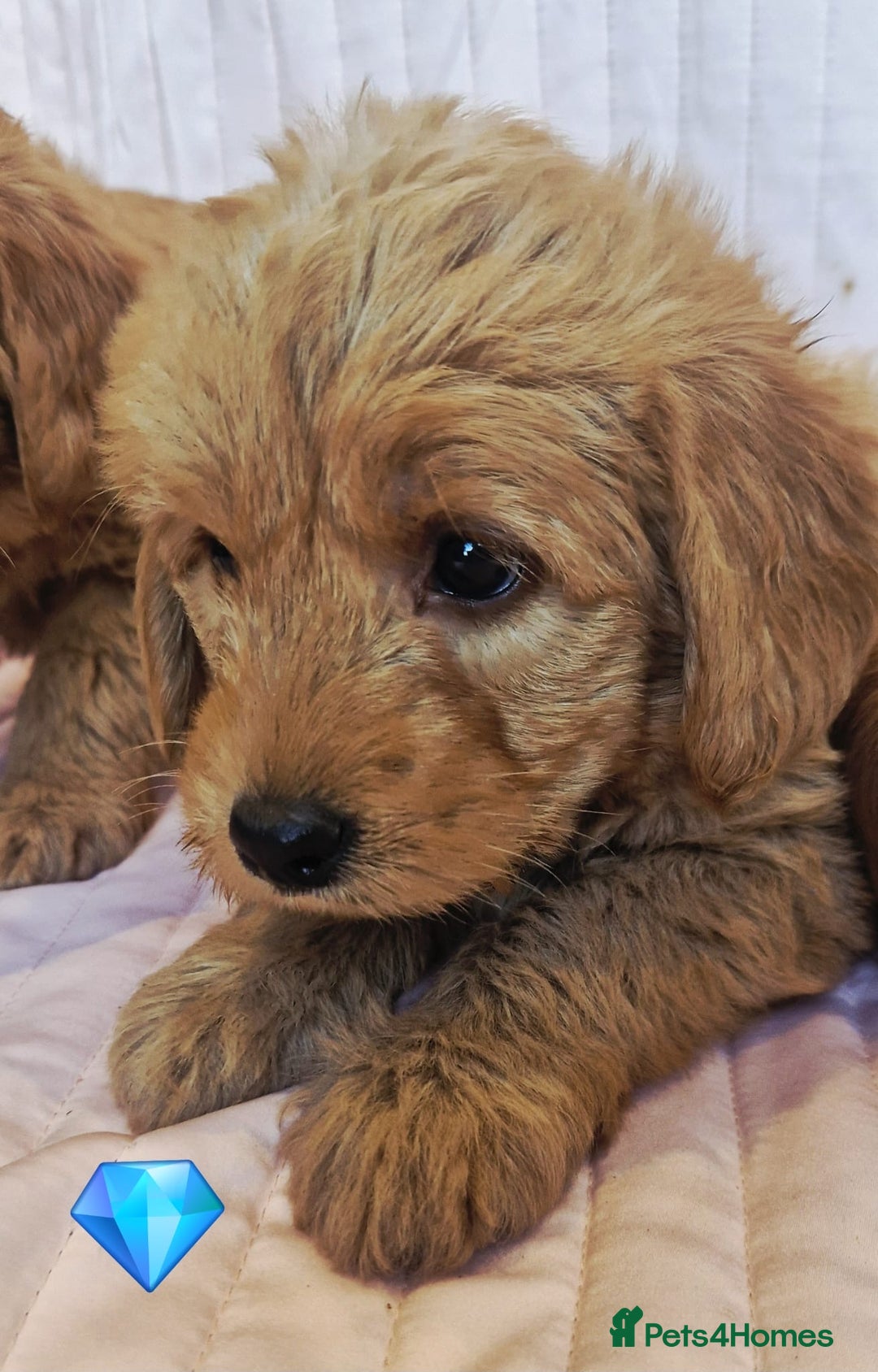 Labradoodle dogs for sale: Beautiful F1 Labradoodles - Advert 14