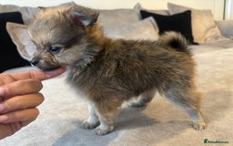 Pomeranian dogs for sale: Adorable Pomeranian Puppies - Image 6