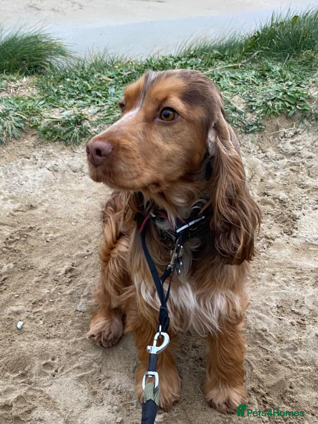 Cocker Spaniel dogs for sale: Show Cocker Spaniel Puppies - Advert 1