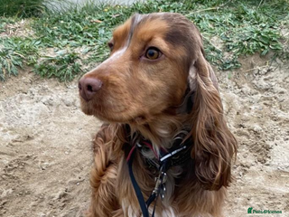 Cocker Spaniel dogs Show Cocker Puppies - Advert 5