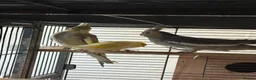 Mixed Breed birds for sale: Baby Cocatiel birds and budgies - Advert 13