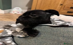 Staffordshire Bull Terrier dogs for sale: Staffordshire Bull Terrier Black Female  - Image 4