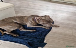 Staffordshire Bull Terrier dogs for stud: Blue staffy for stud  - Image 3