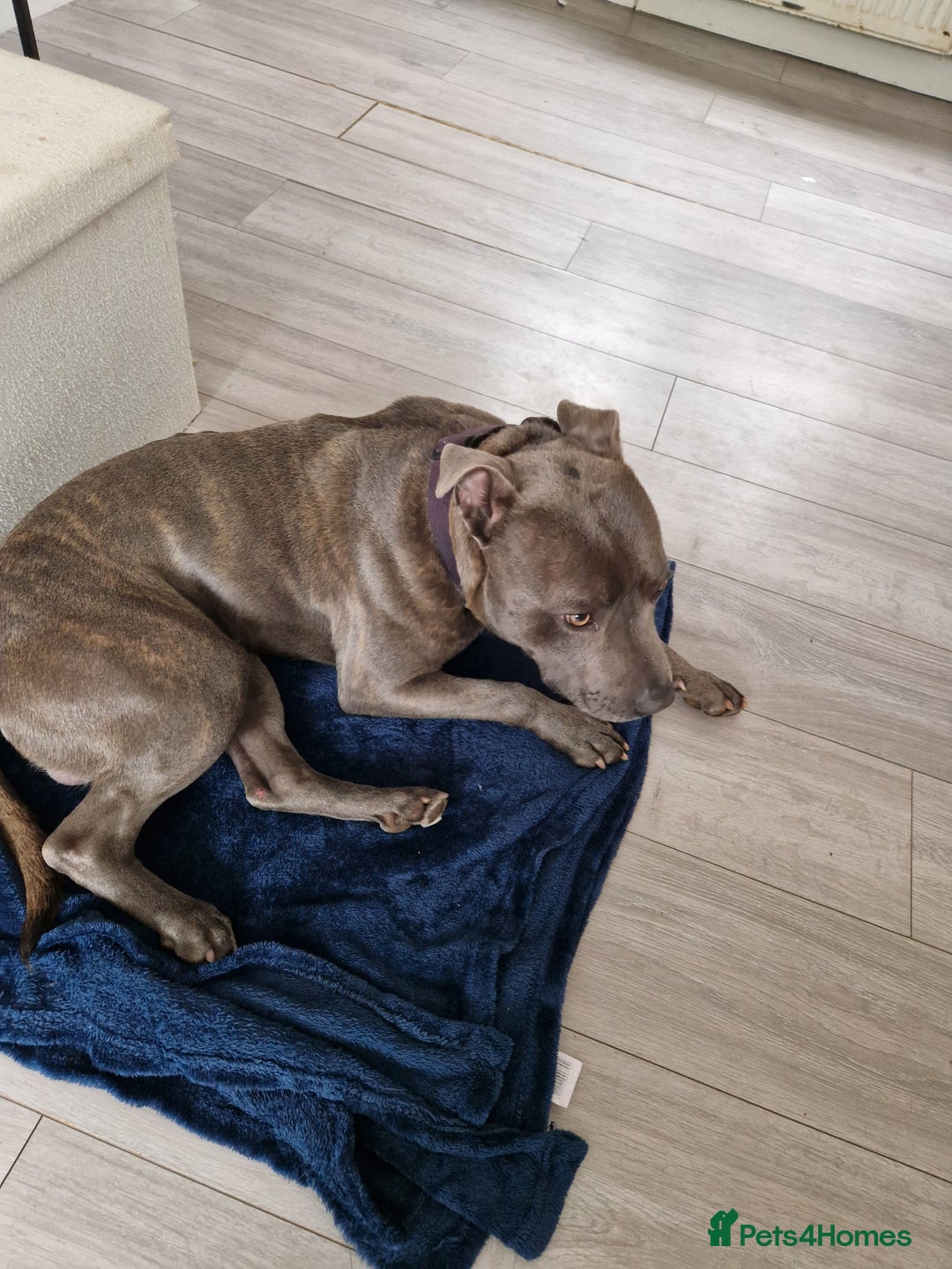 Staffordshire Bull Terrier dogs for stud: Blue staffy for stud  - Image 3