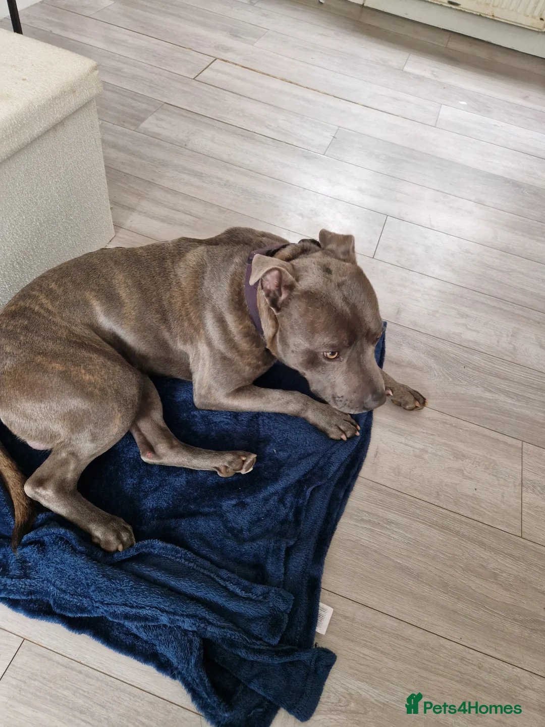 Staffordshire Bull Terrier dogs for stud: Blue staffy for stud proven  - Advert 3