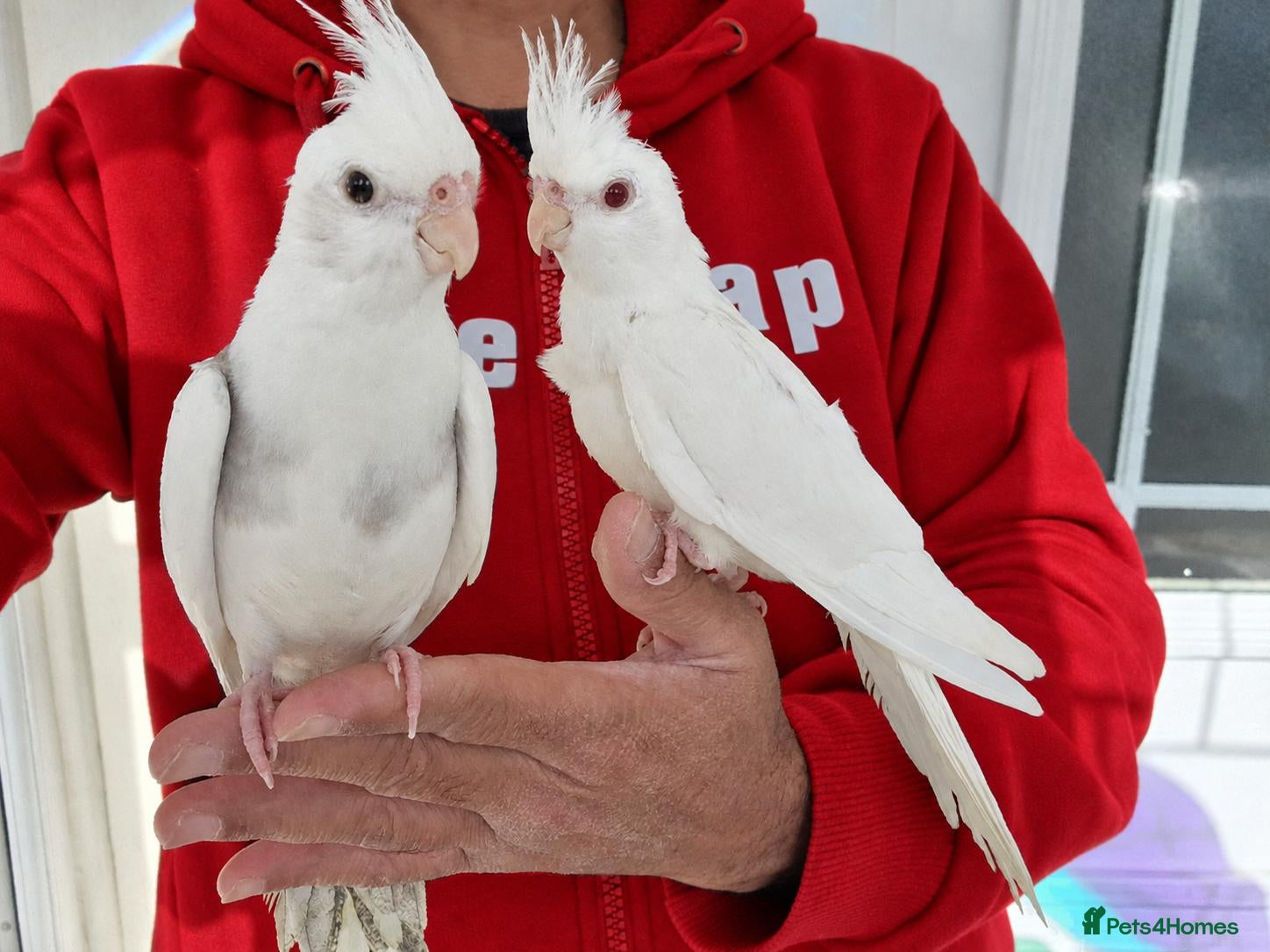 Cockatiels birds Super hand tamed baby cockatiel for sale - Advert 7