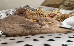 British Shorthair cats for stud: Lilac bsh stud duties - Image 1