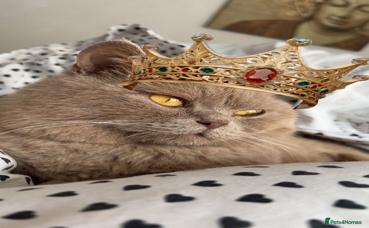 British Shorthair cats - Advert 3