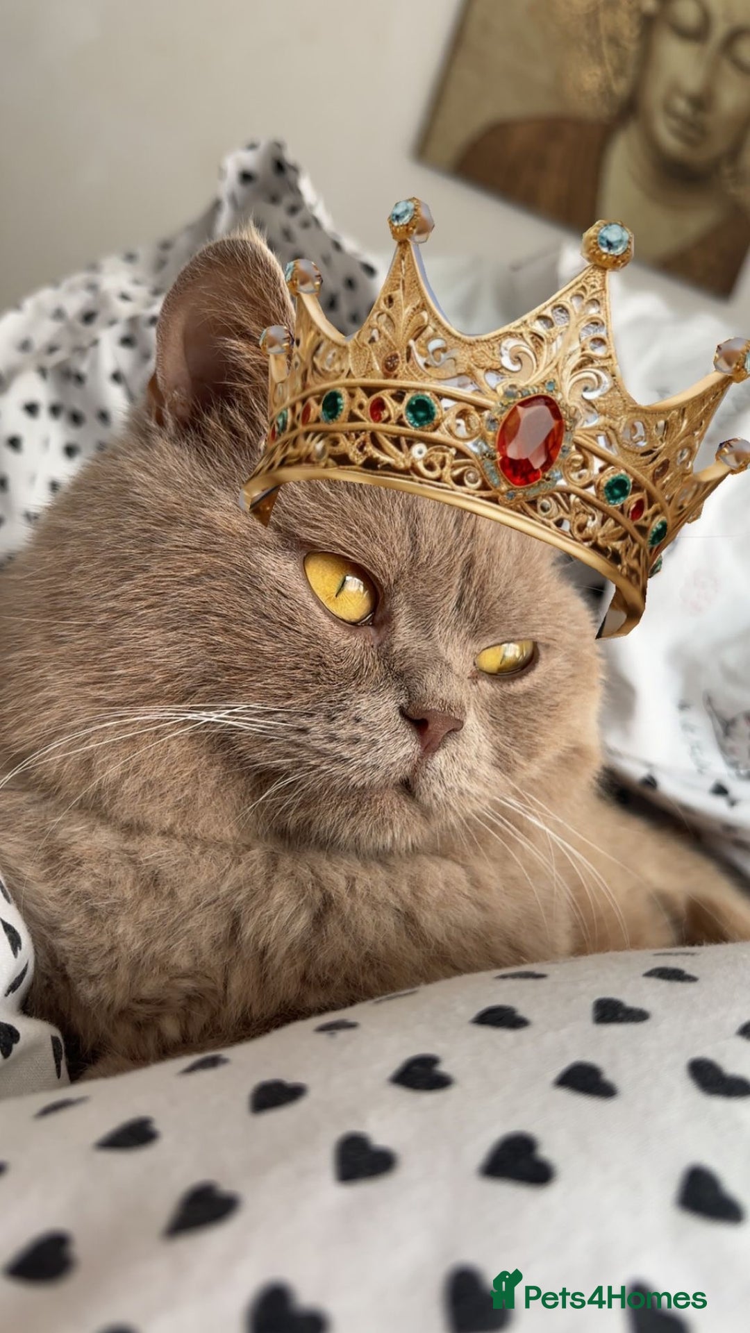 British Shorthair cats for stud: Lilac bsh stud duties - Image 1