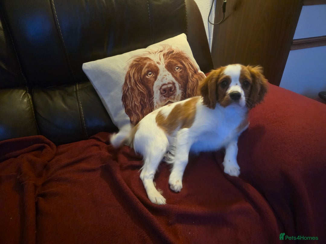Cavalier King Charles Spaniel dogs for sale: KC Reg Cavalier King Charles pups Fully Vaccinated - Advert 13