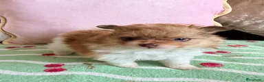 Pomeranian 4