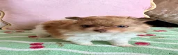 Pomeranian dogs for sale: Teddy bear Pomeranian puppies  - Advert 6