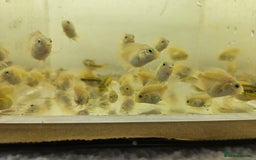 Cichlids fish for sale: Platinum polar parrots chiclids - Image 2