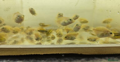 Cichlids fish - Advert 8