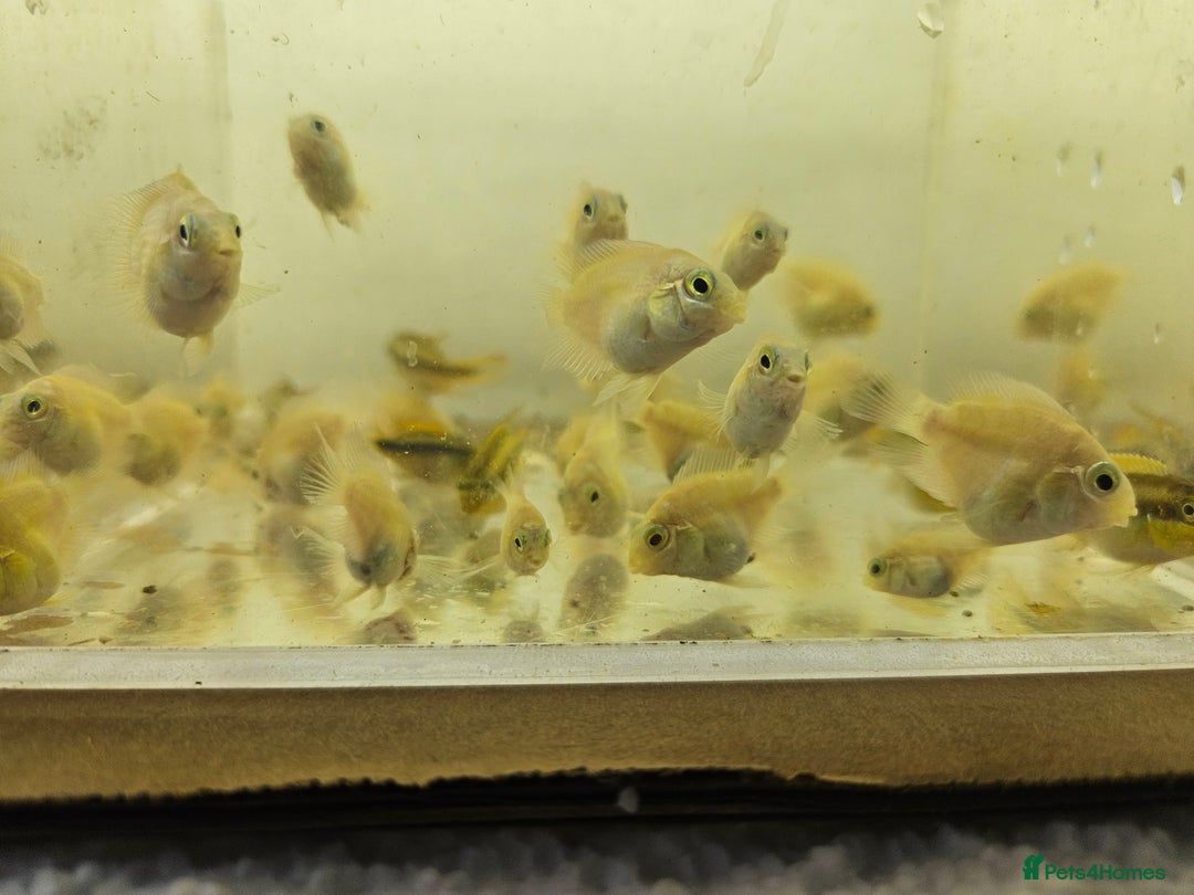 Cichlids fish for sale: Platinum polar parrots chiclids - Image 2