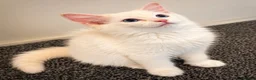 Ragdoll cats for sale:     GCCF pedigree  Cream Ragdoll Boy – Ready Now! - Advert 3