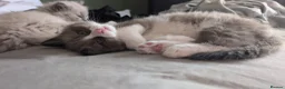 Ragdoll cats for sale: Ragdoll Kittens MINK Boy left now - Advert 7