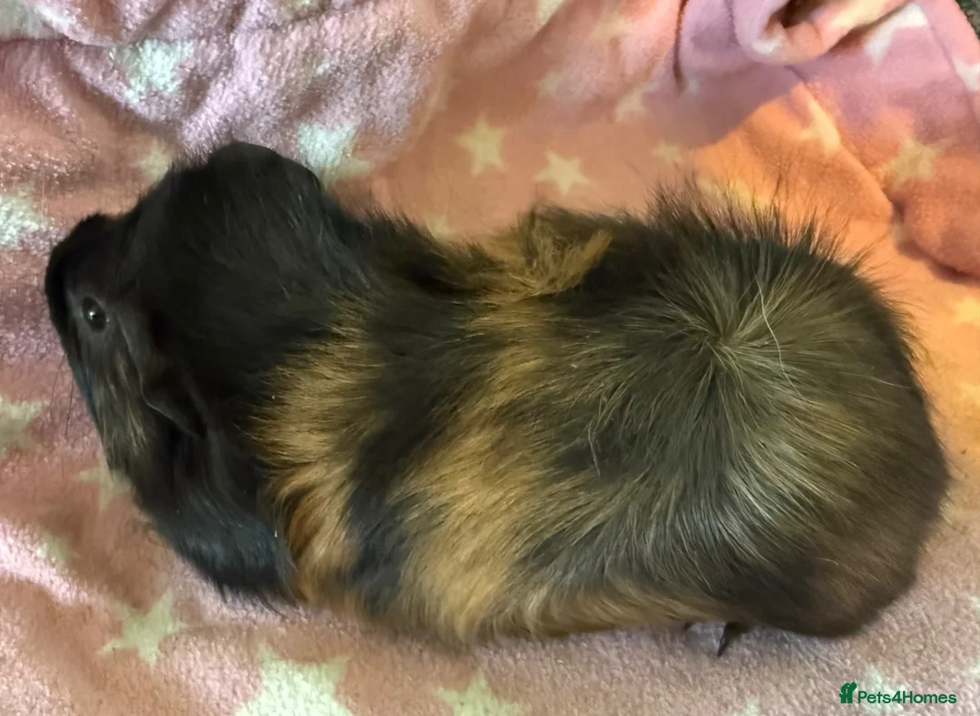 Guinea Pig rodents for sale: 2 baby guinea pigs, sows - Advert 2