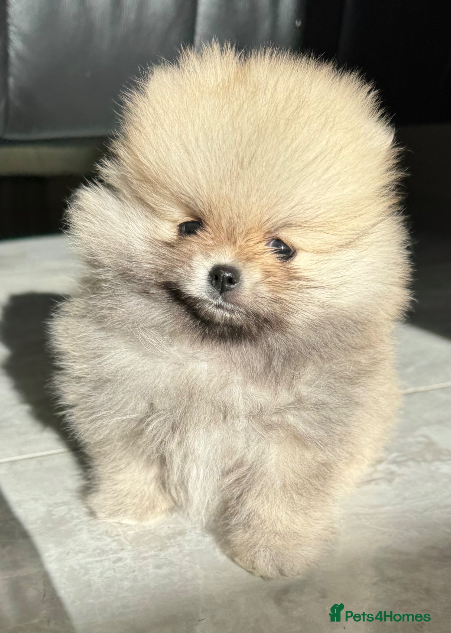 Pomeranian dogs TINY Champion Lines Teddy Faced Pomeranians  - Advert 5
