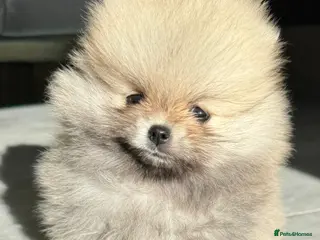 Pomeranian dogs TINY Champion Lines Teddy Faced Pomeranians - Advert 5