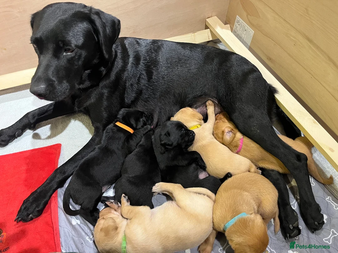 Labrador Retriever dogs for sale: Totally adorable, healthy and great line puppies - Advert 2